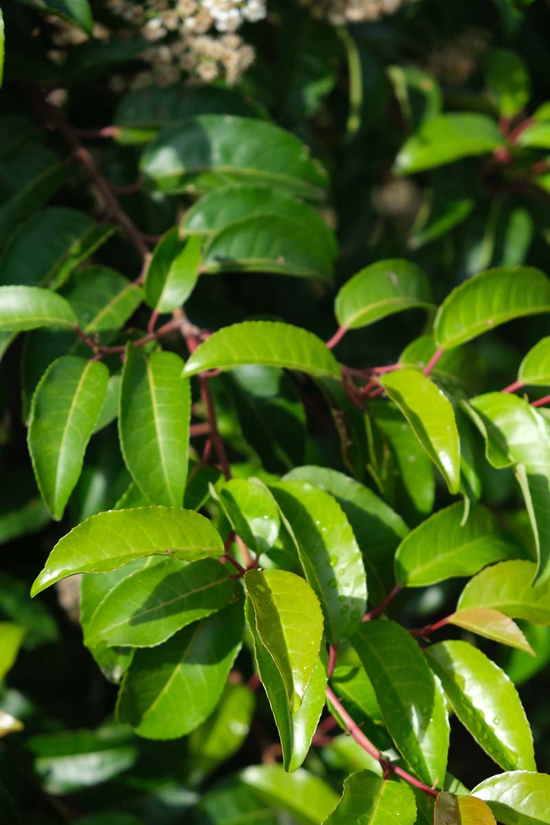 Prunus lusitanica 'Ybrazo01' haagplant blad