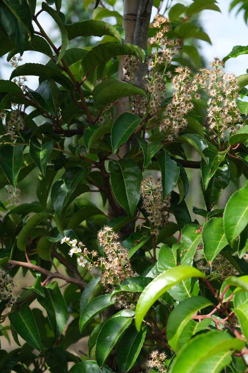 Prunus lusitanica 'Ybrazo01' solitair bloem