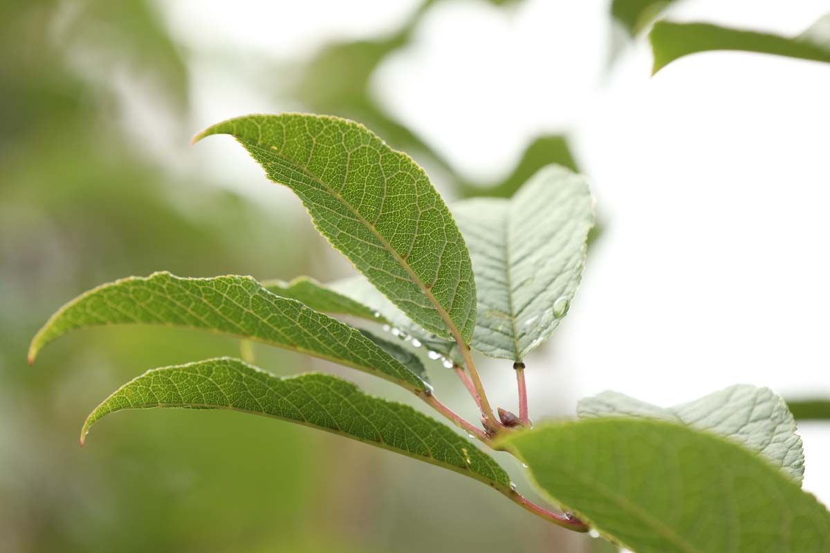 Prunus padus 'Albertii' op stam blad