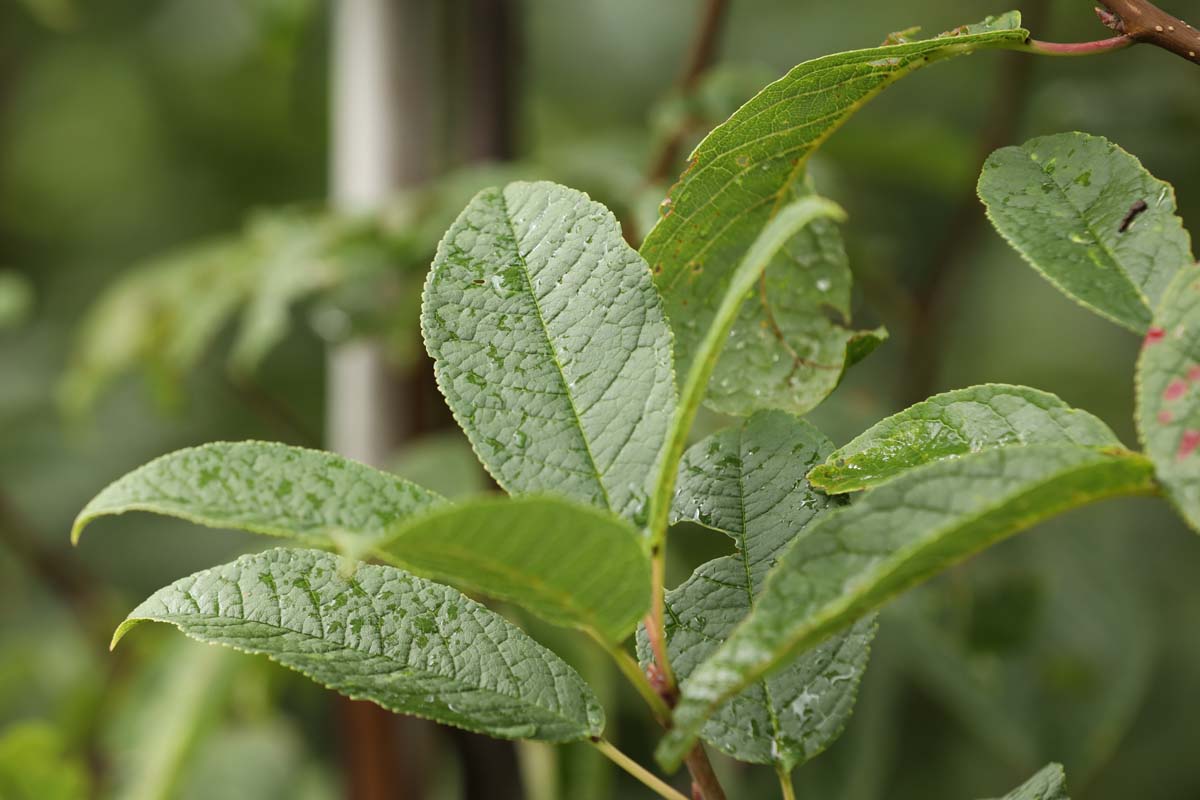 Prunus padus 'Albertii' op stam blad