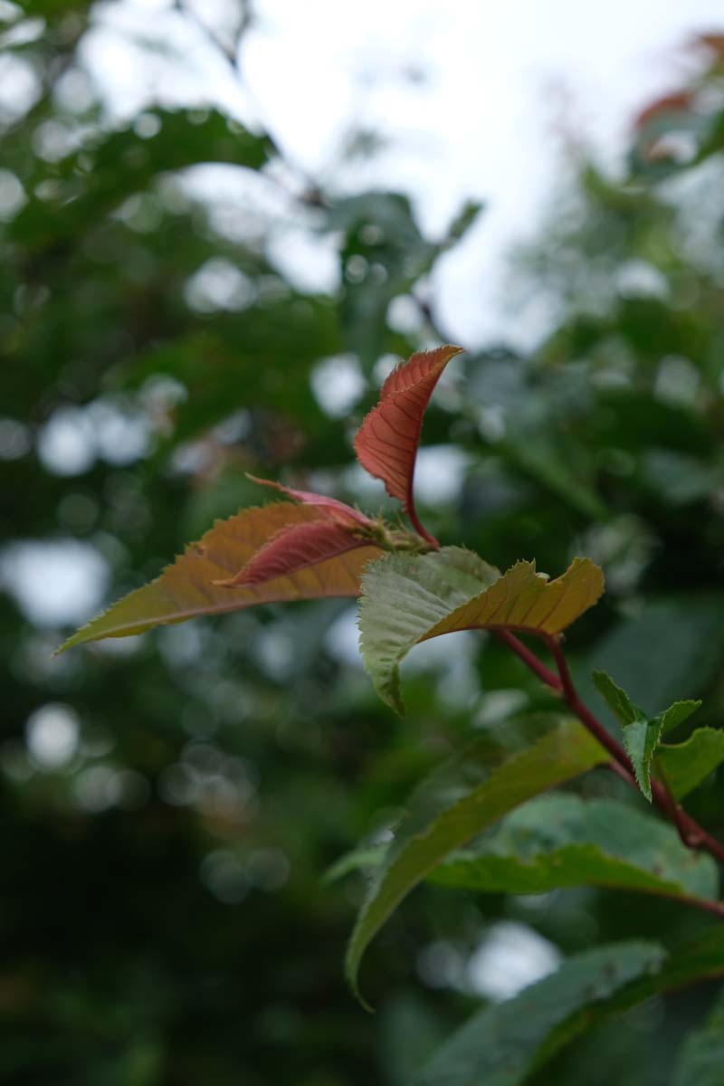 Prunus sargentii op stam blad