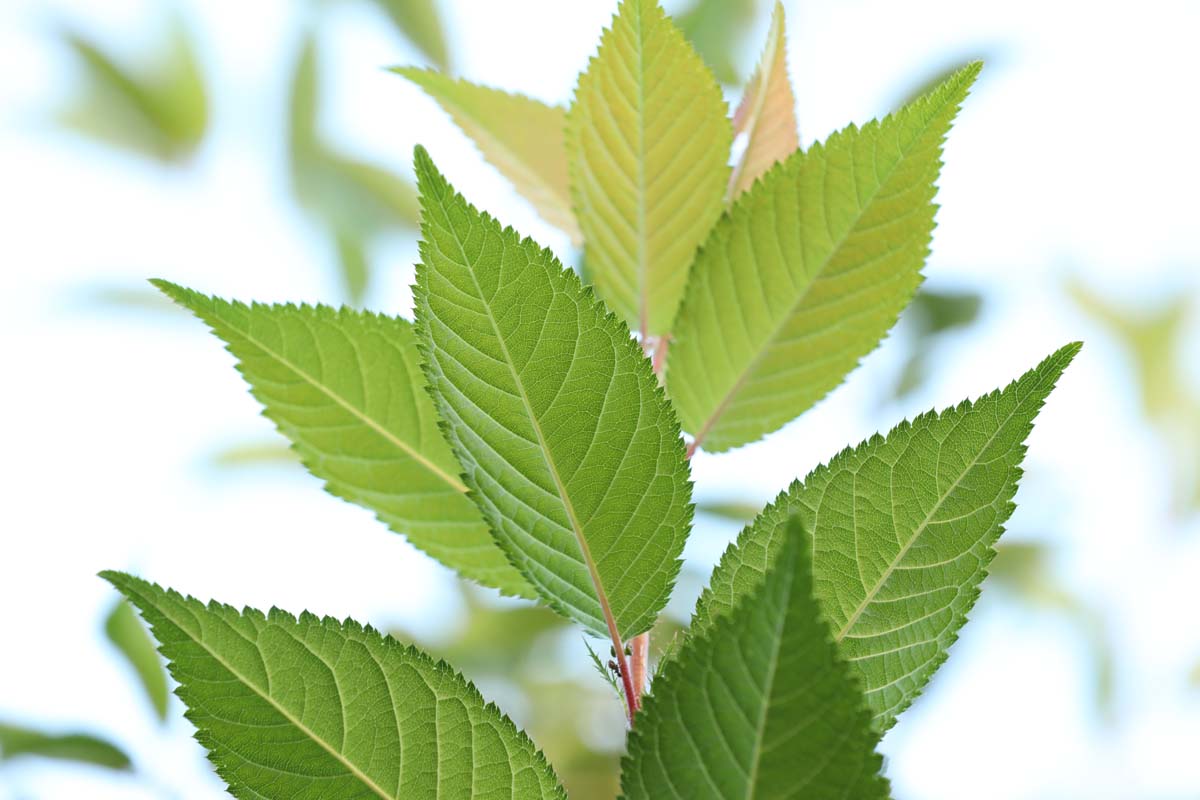 Prunus serrulata 'Hokusai' op stam blad
