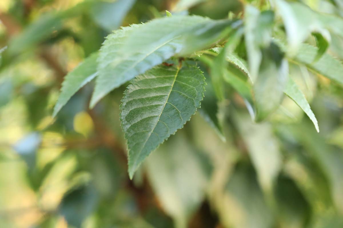Prunus serrulata 'Hokusai' op stam blad