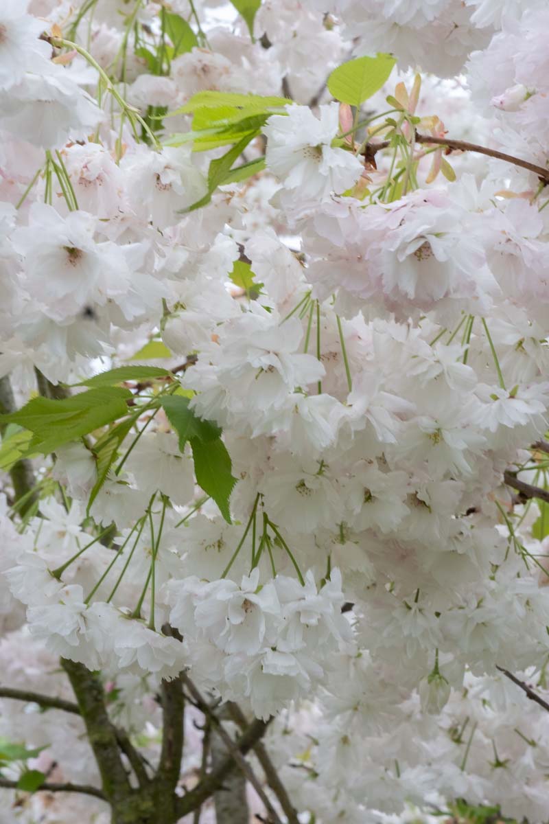Prunus serrulata 'Shôgetsu' Tuinplanten bloem