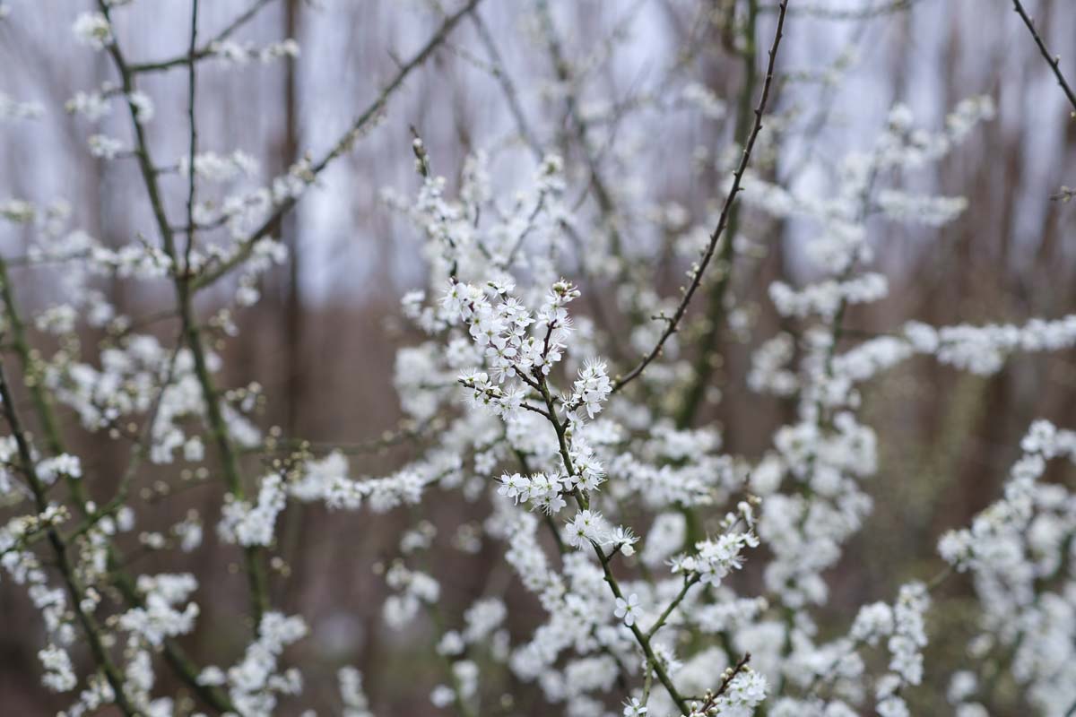 Prunus spinosa op stam bloesem