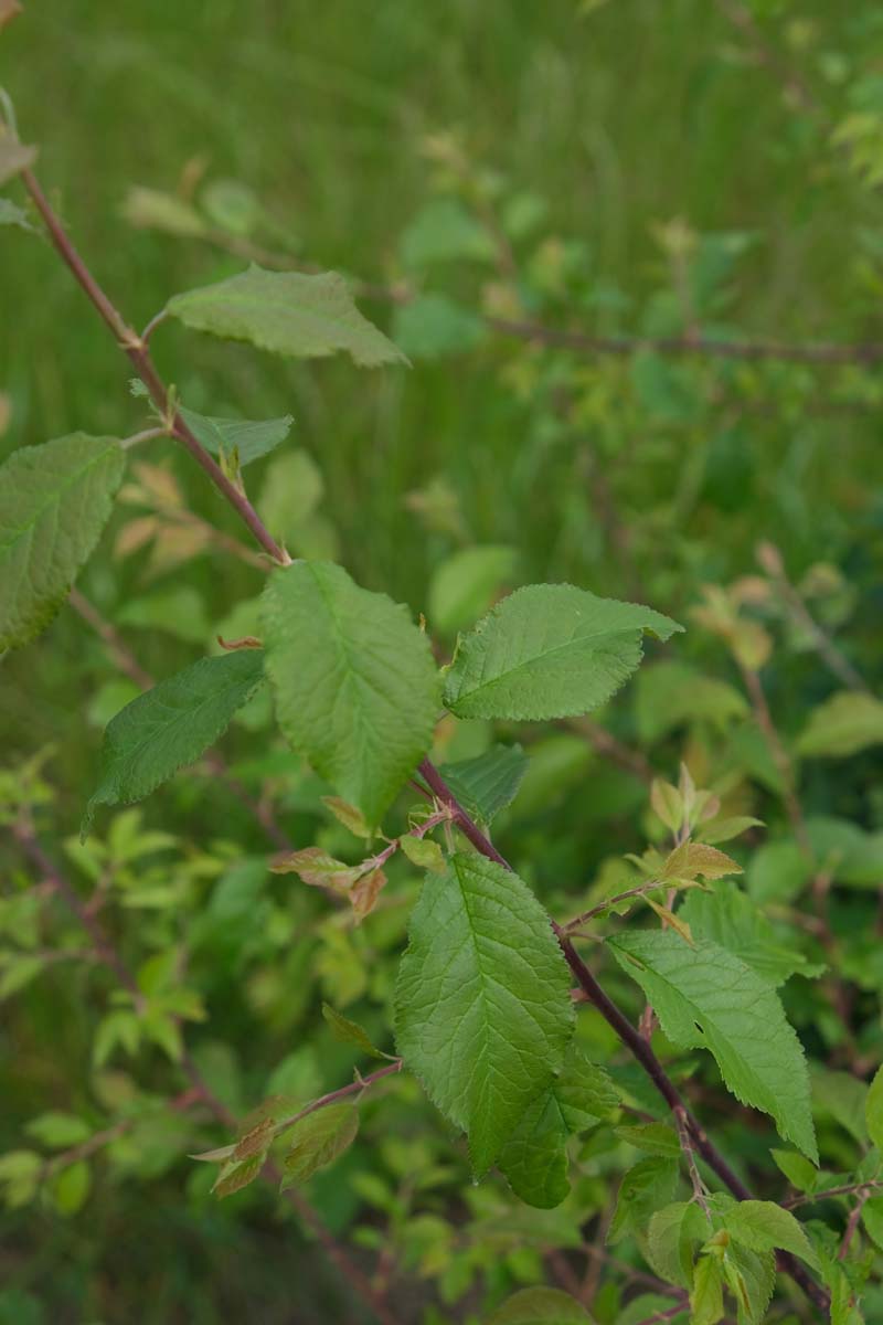 Prunus spinosa meerstammig / struik blad