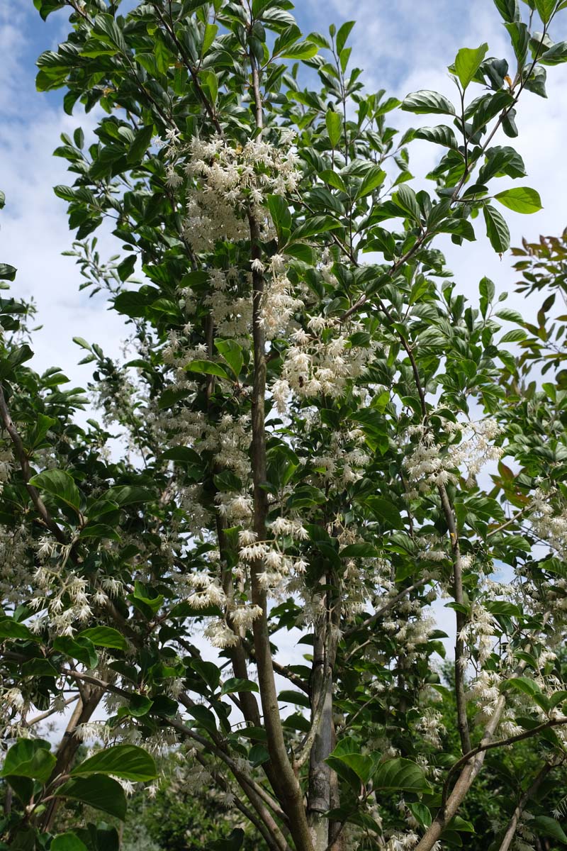 Pterostyrax corymbosa Tuinplanten bloesem
