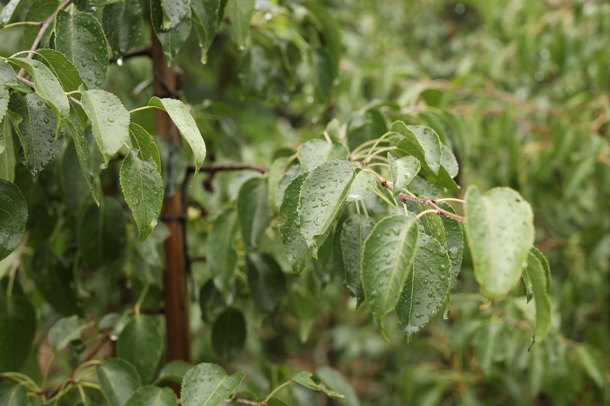 Pyrus betulifolia Tuinplanten blad