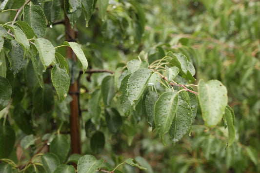 Pyrus betulifolia Tuinplanten blad