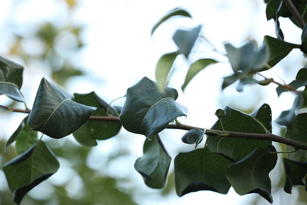 Pyrus communis caucasica op stam twijg