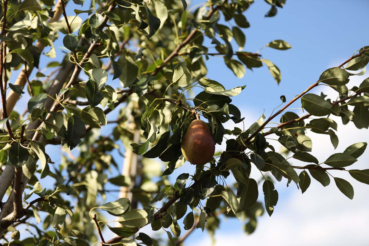 Pyrus communis 'Clapp's Favourite' op stam vrucht
