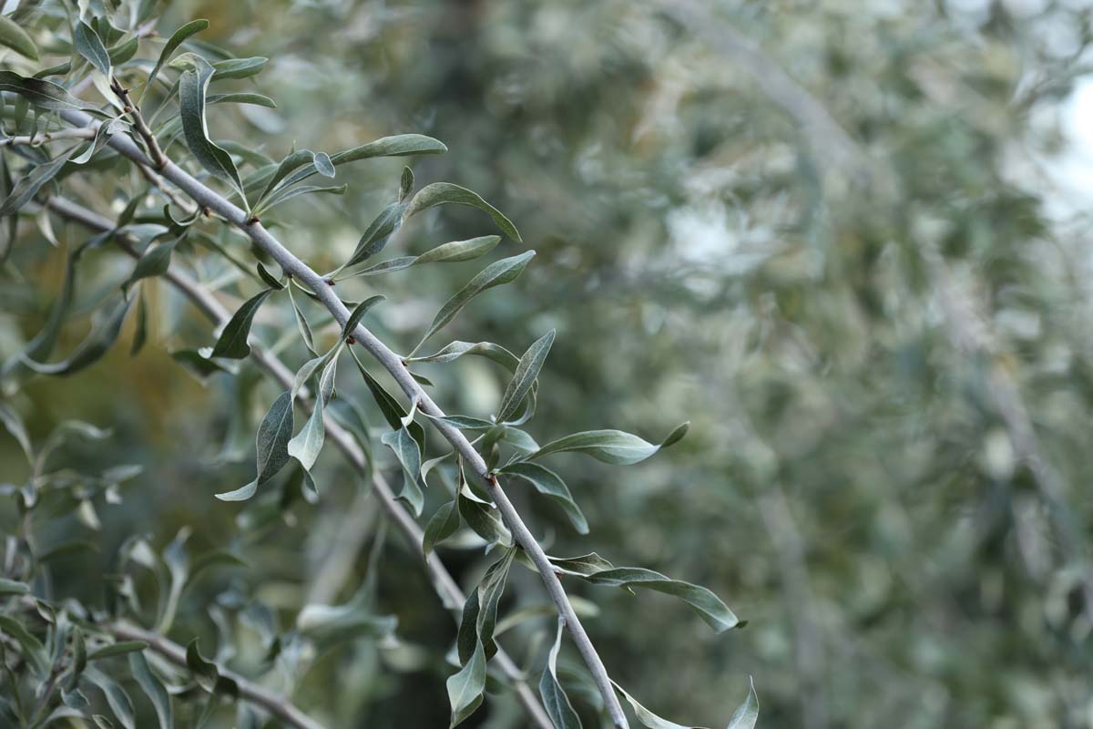 Pyrus salicifolia 'Pendula' op stam twijg