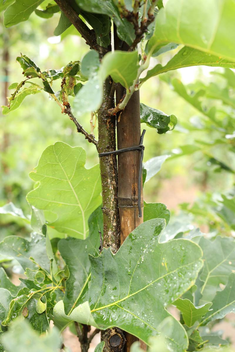 Quercus bimundorum 'Crimschmidt' meerstammig / struik blad