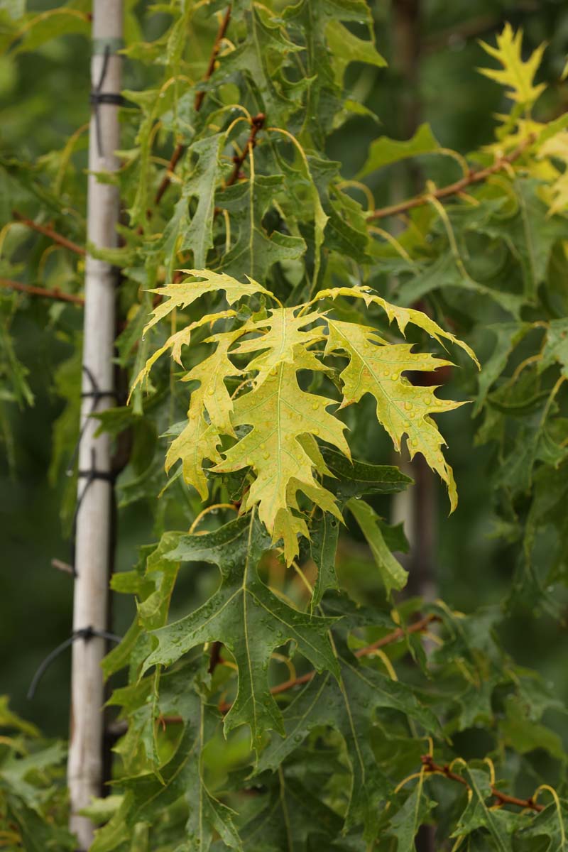 Quercus coccinea 'Splendens' op stam twijg