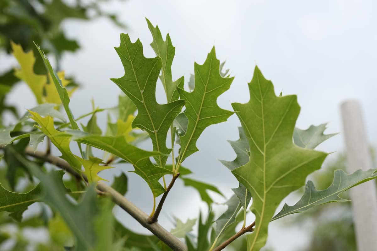 Quercus 'Mauri' op stam blad