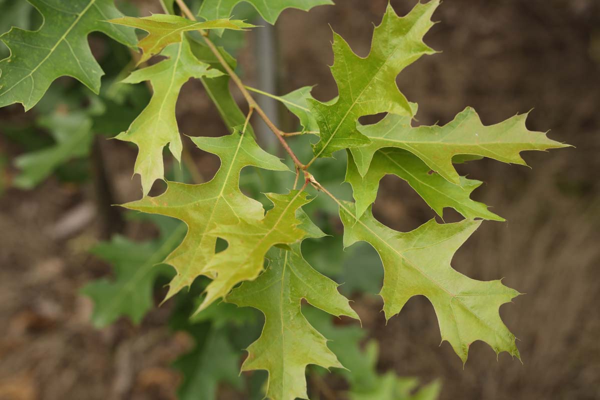 Quercus 'Mauri' meerstammig / struik blad