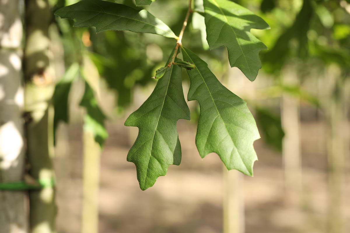 Quercus nigra op stam blad