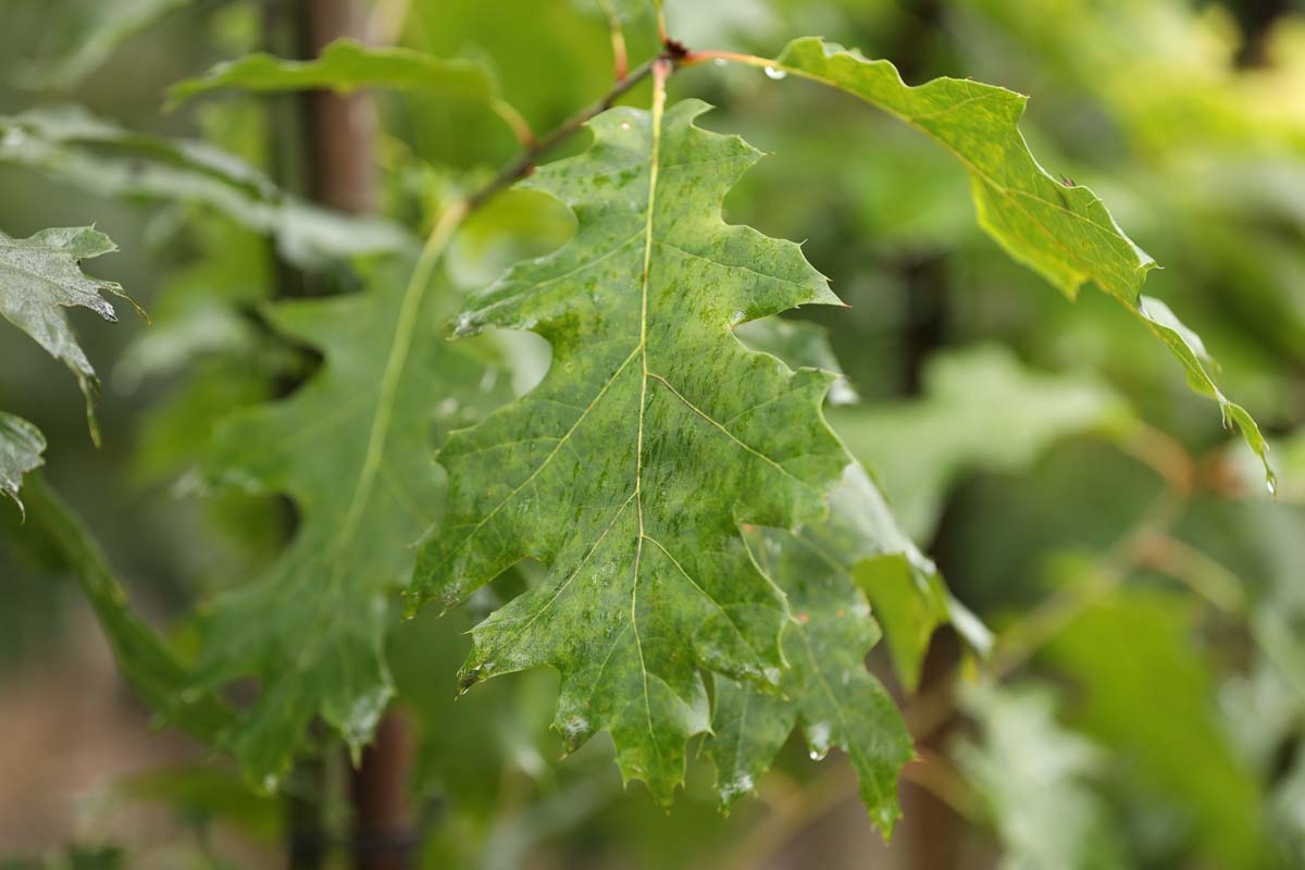 Quercus rubra 'Aurea' op stam blad