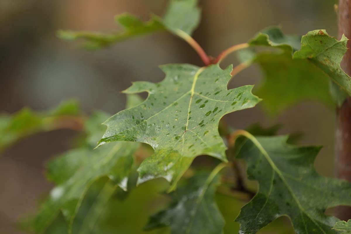 Quercus rubra 'Aurea' op stam blad