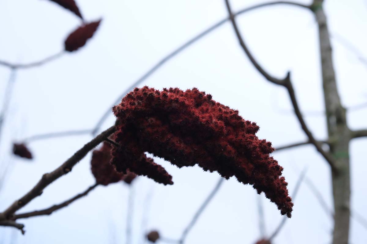 Rhus typhina solitair bloem