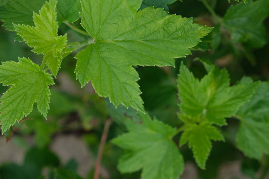 Ribes nigrum haagplant blad