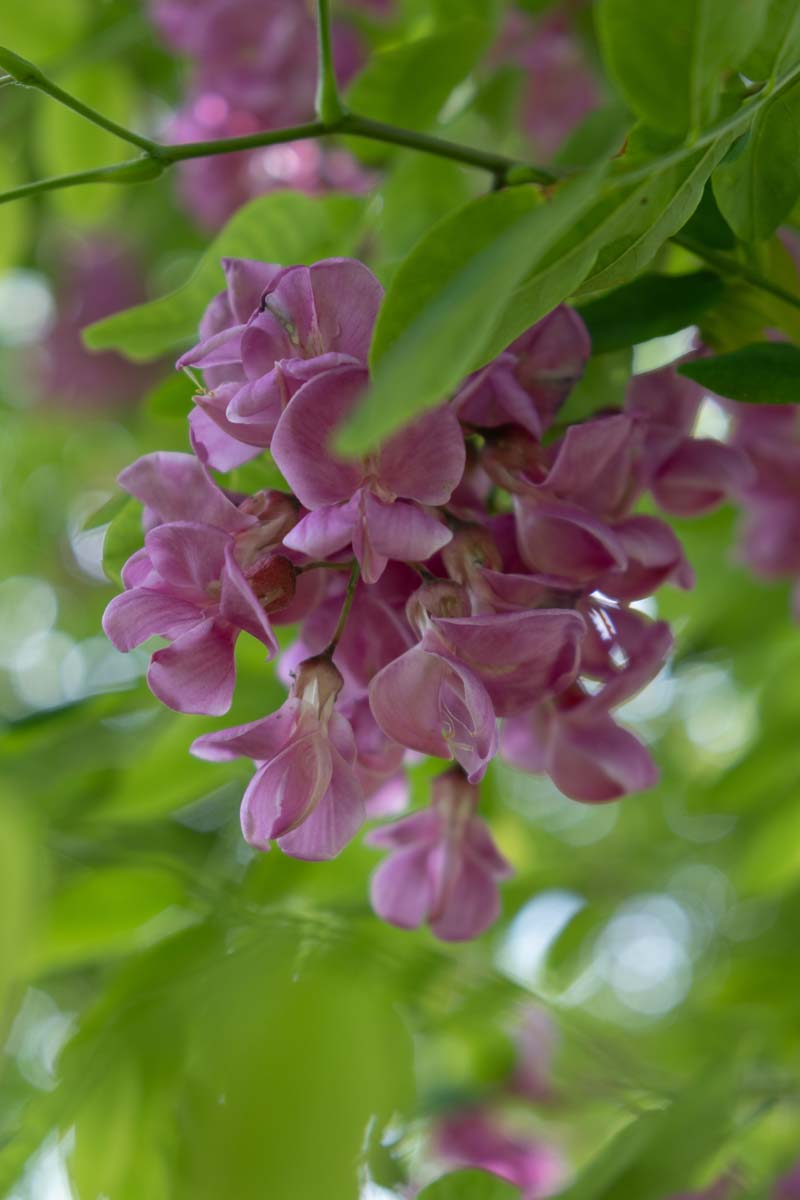 Robinia margaretta 'Pink Cascade' meerstammig / struik bloem