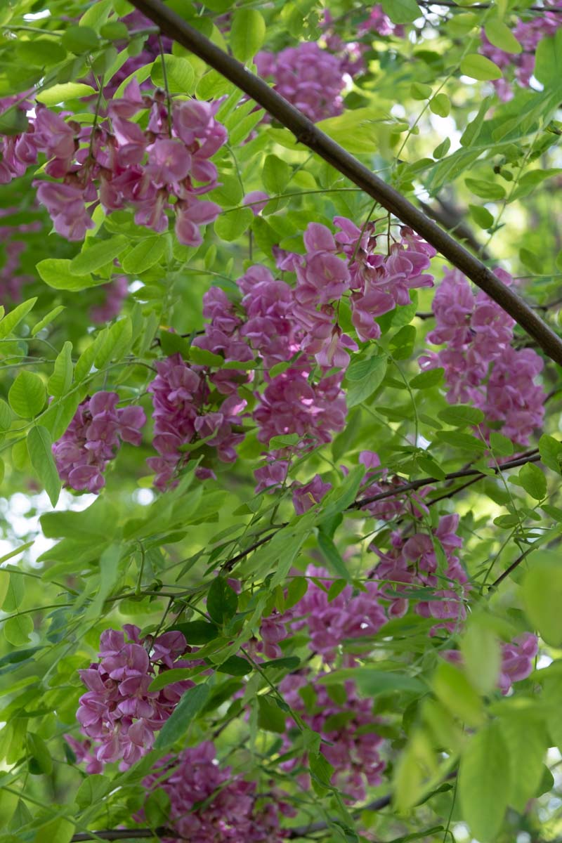 Robinia margaretta 'Pink Cascade' meerstammig / struik bloem