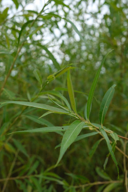 Salix alba vitellina op stam blad