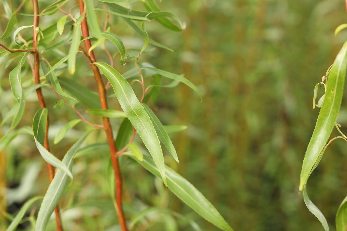 Salix 'Caradoc' haagplant blad