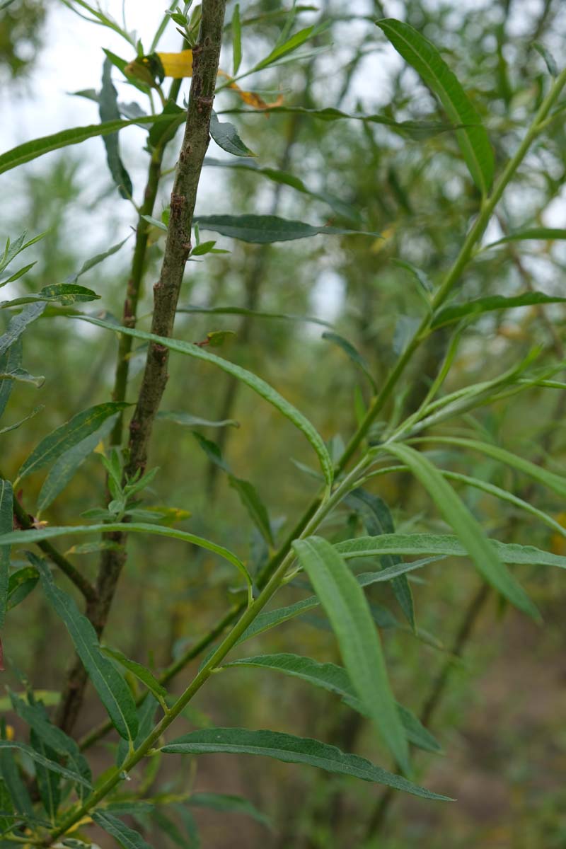 Salix fragilis meerstammig / struik blad
