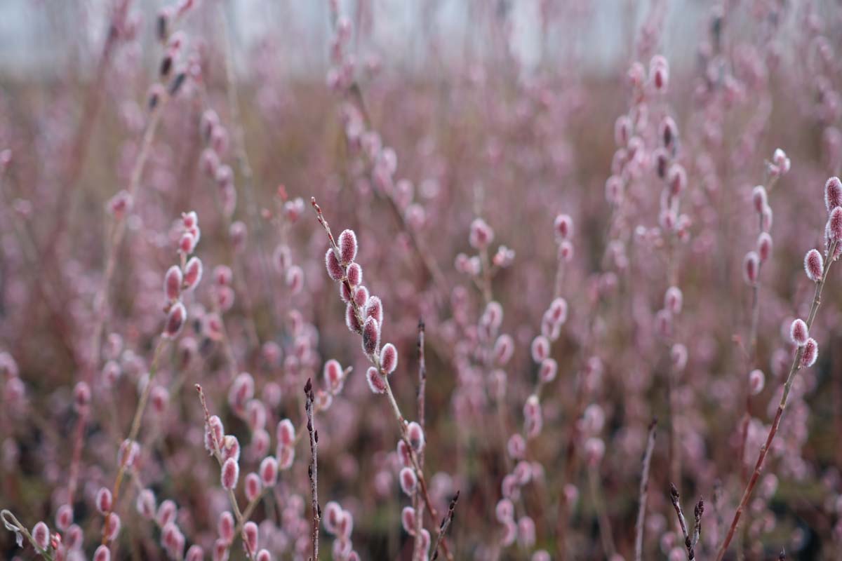 Salix gracilistyla 'Mt. Aso' meerstammig / struik bloem
