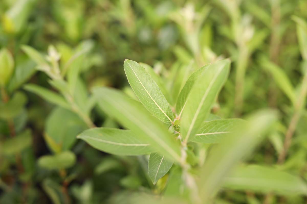 Salix gracilistyla 'Mt. Aso' meerstammig / struik blad