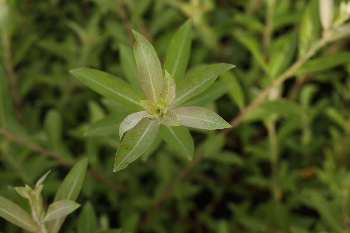 Salix gracilistyla 'Mt. Aso' meerstammig / struik blad