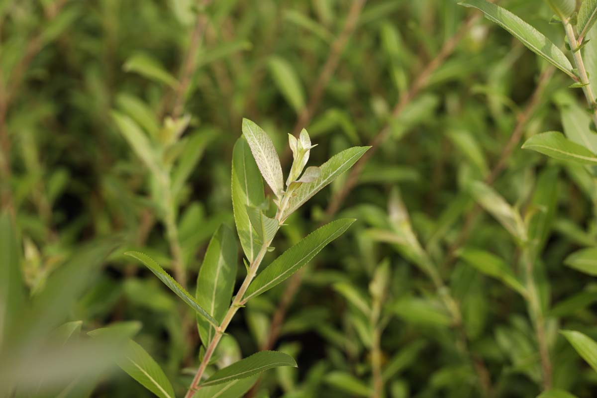 Salix gracilistyla 'Mt. Aso' meerstammig / struik blad