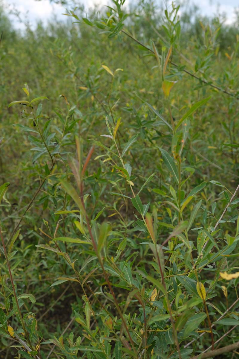 Salix purpurea meerstammig / struik blad