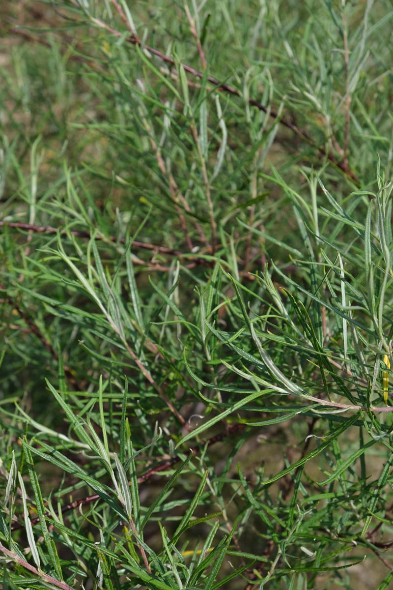 Salix rosmarinifolia haagplant twijg