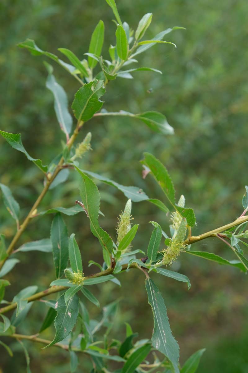 Salix triandra op stam bloem