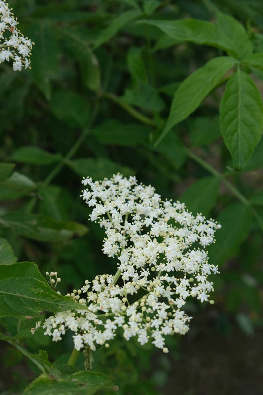 Sambucus nigra Tuinplanten bloem