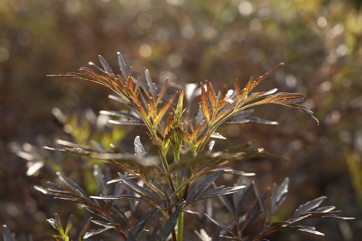 Sambucus nigra 'Eva' op stam blad