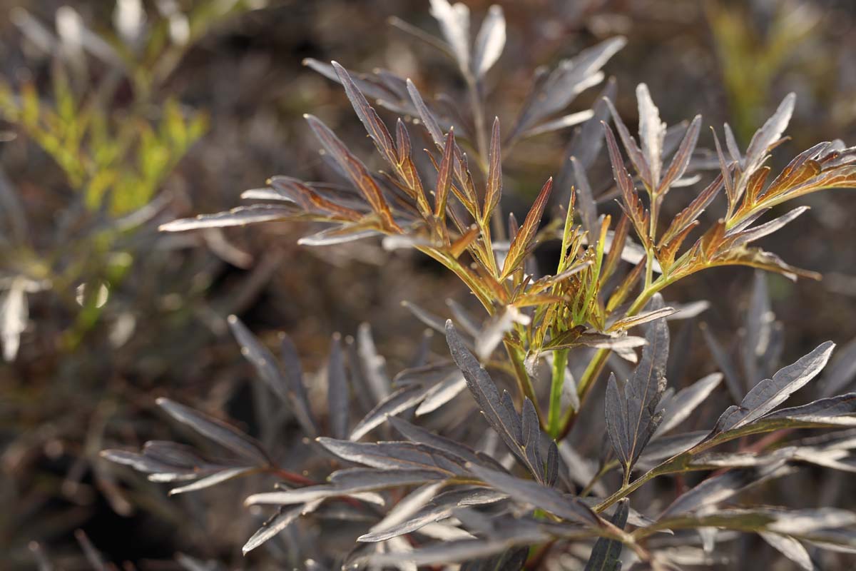 Sambucus nigra 'Eva' op stam blad