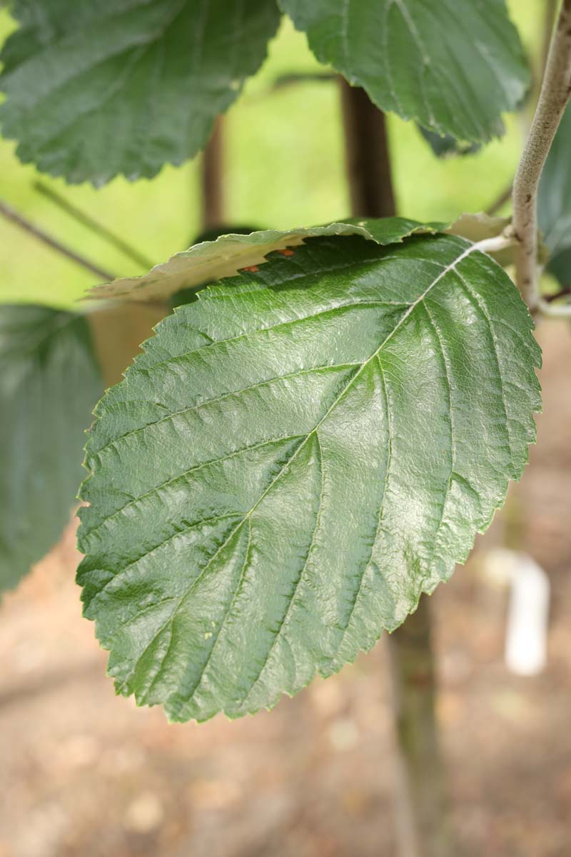 Sorbus aria 'Lutescens' Tuinplanten blad