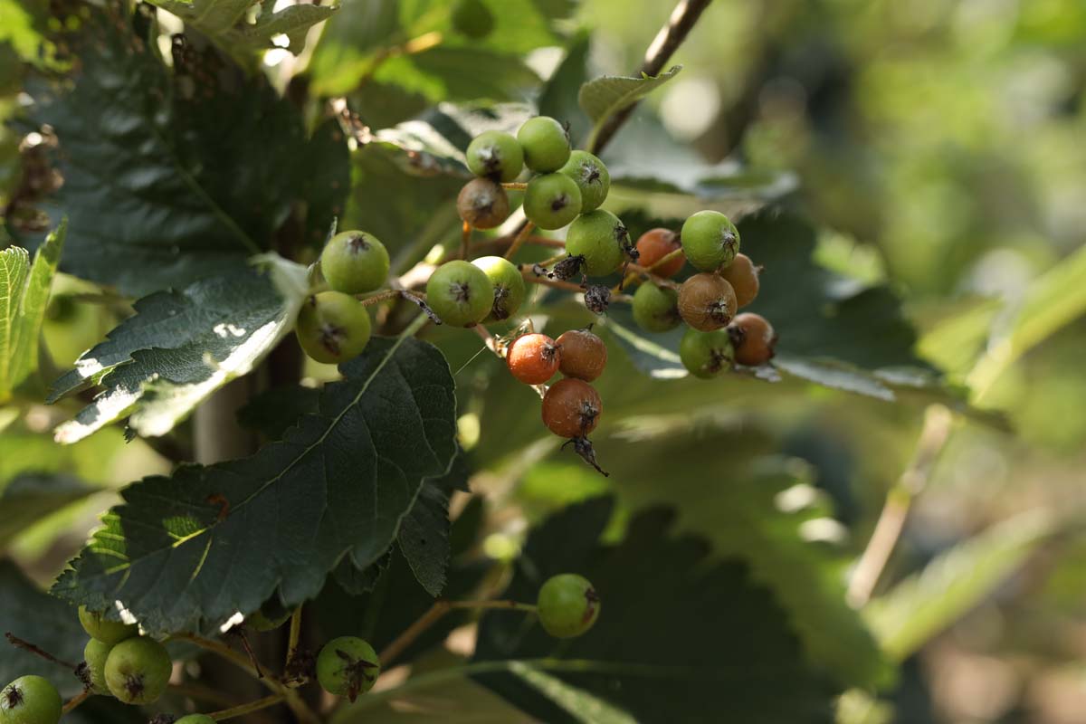 Sorbus aria 'Magnifica' meerstammig / struik vrucht
