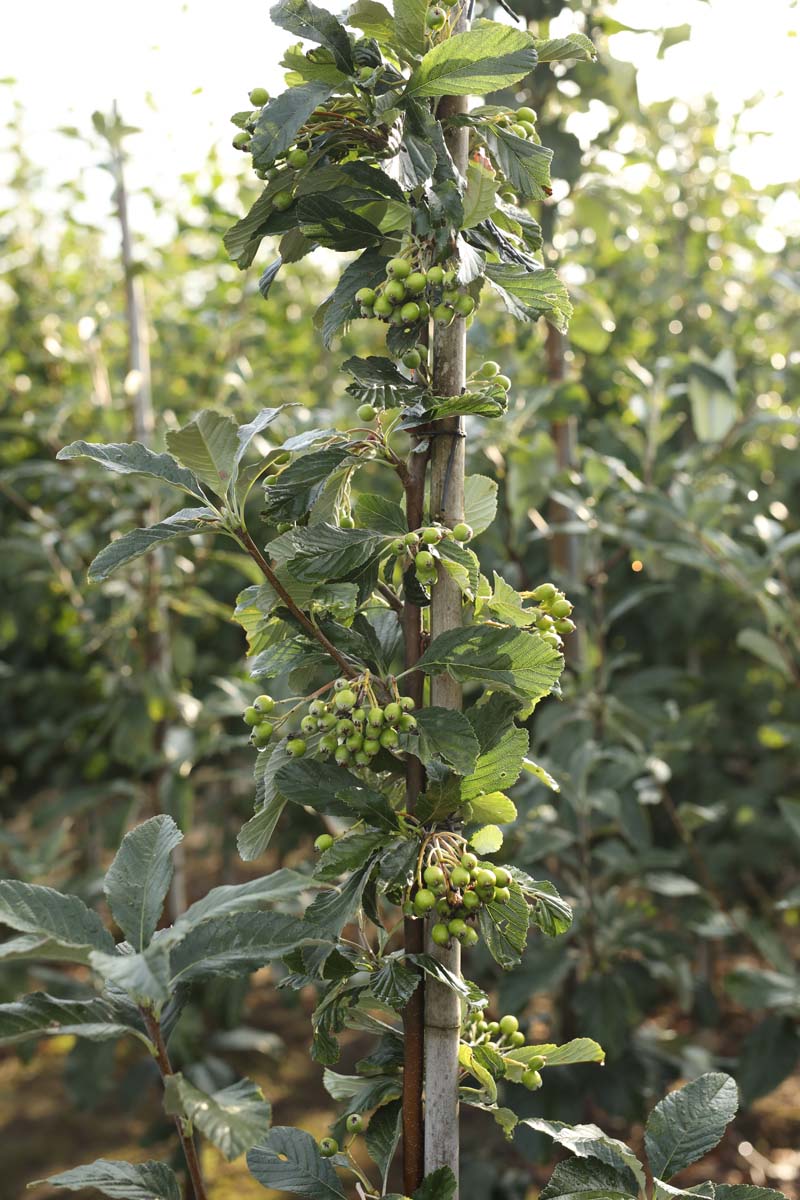 Sorbus aria 'Majestica' op stam vrucht