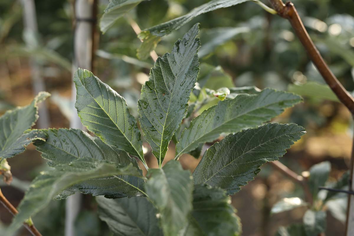 Sorbus aria 'Majestica' op stam blad