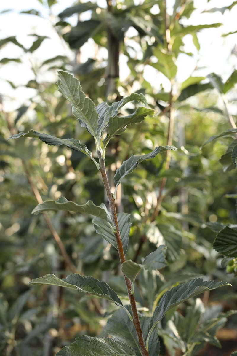 Sorbus aria 'Majestica' op stam twijg