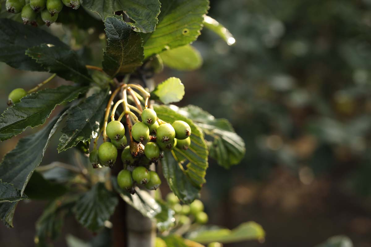 Sorbus aria 'Majestica' op stam vrucht