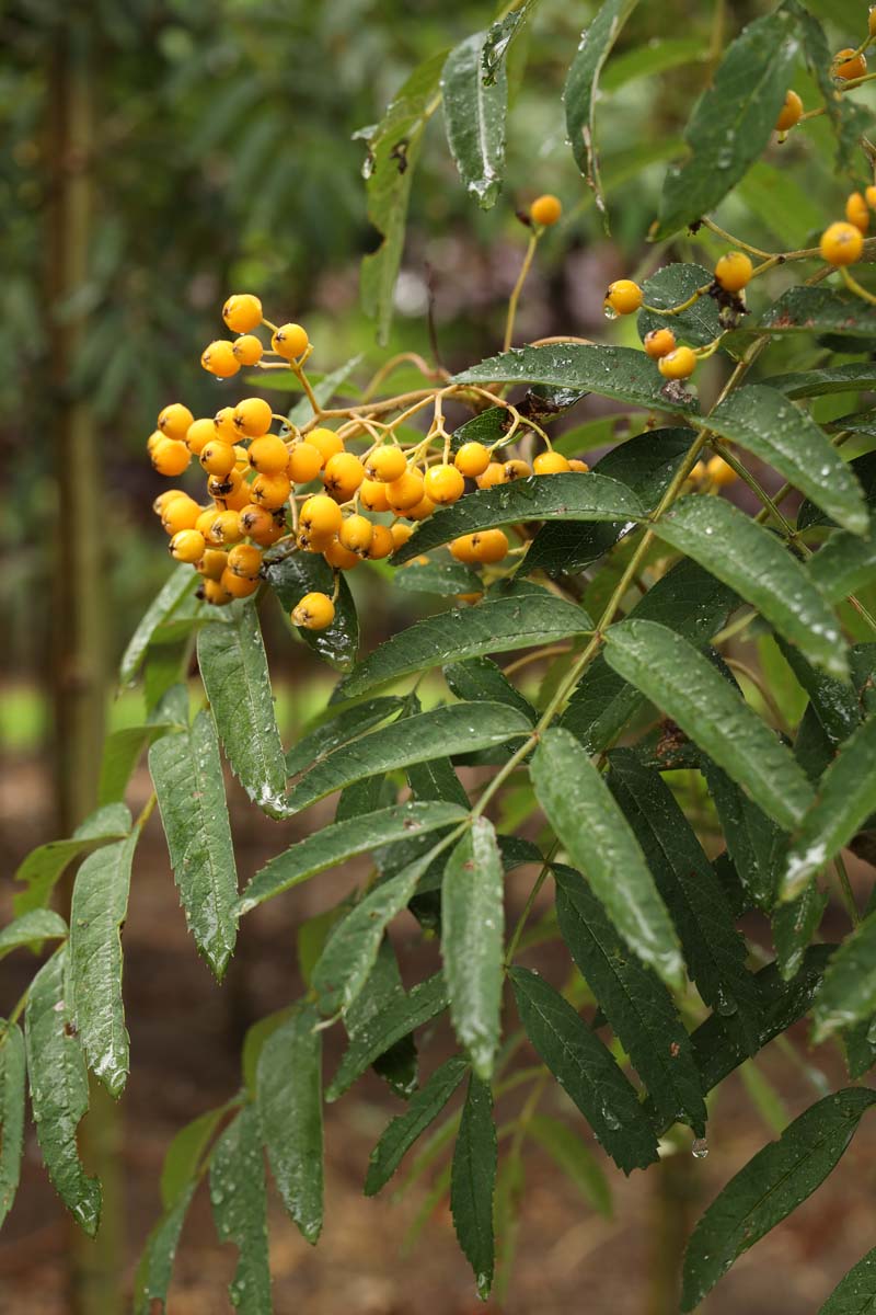 Sorbus arnoldiana 'Schouten' Tuinplanten vrucht