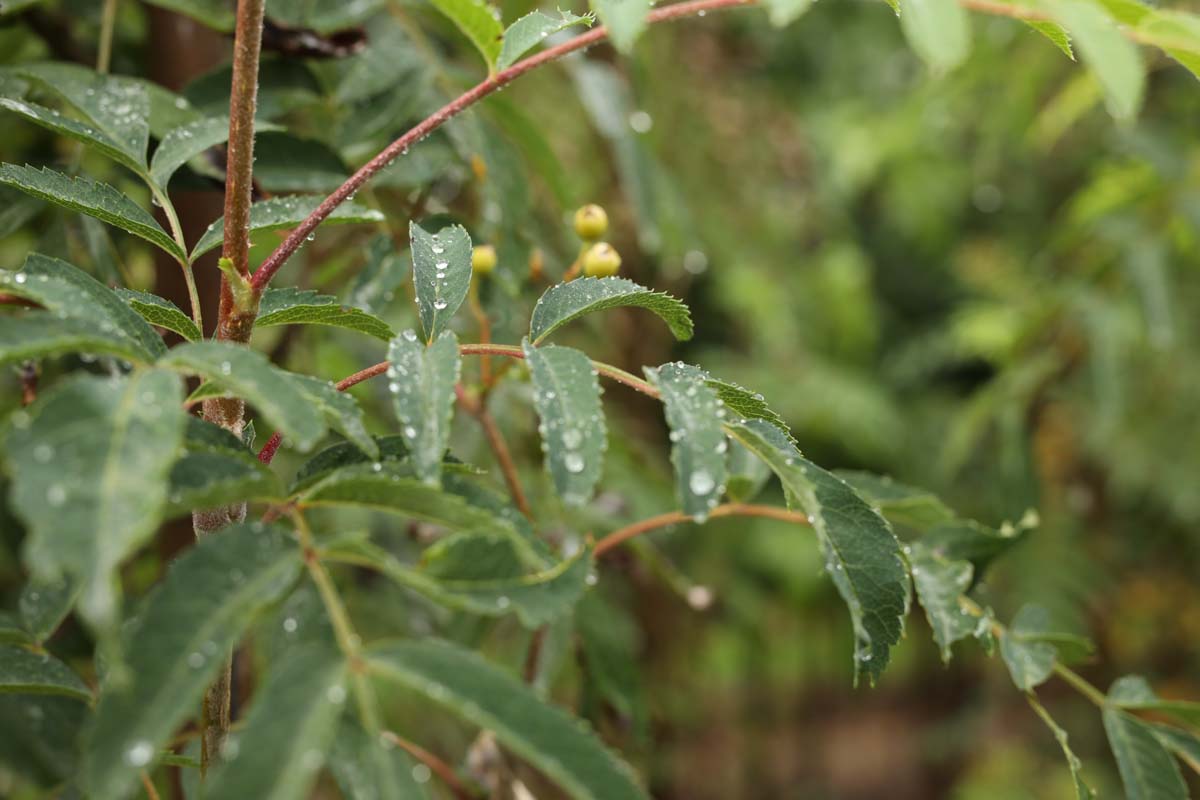 Sorbus arnoldiana 'Schouten' op stam herfstkleur