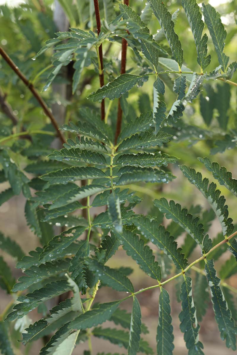 Sorbus aucuparia 'Aspleniifolia' op stam blad