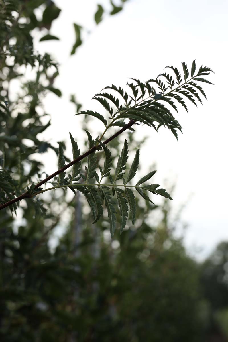 Sorbus aucuparia 'Aspleniifolia' op stam twijg